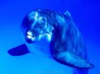 un dauphin